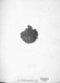 Xyloma pezizoides image